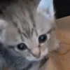 kichka_ee
