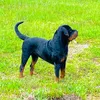 rott_bull