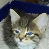ayourinouthecat