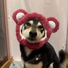 coooookiemonsterrr