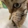 mewmew_pw067