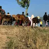 farhana_boby234