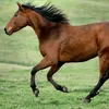 princessa_a_horses