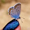 anhela004