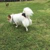 _dog_024