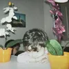 ballinfrog94