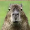 jenttubro
