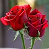 gizemli76970107