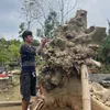 Lê Thắng-Bonsai