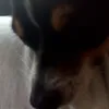 stoopemeli