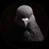 that..pigeon