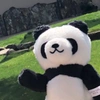 panda_panda0505