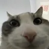 pissupoosaa