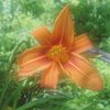 user_632232
