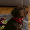 olivierpetit4