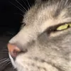 dxvidod
