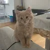 pacha_caramel
