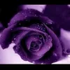 hashimkhan2875675