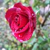 ask_iksiriiii