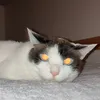 yuupannda0