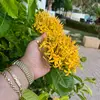 farahqur0163