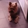 kikoyagami