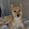 shirainu