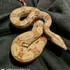 bbaby0625tw