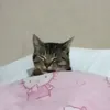 jinelanoy