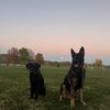 madithedogtrainer