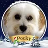 Pocky