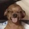 hmii2330