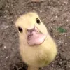 oskartheduck