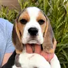 cronosthebeagle