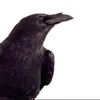 ravenraveno
