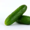 pippikacker