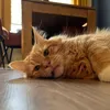 nacho_natsuko