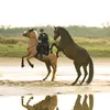 horsetimewithkelly