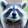 racoontvracoon