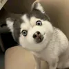 xsr0000000