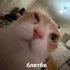 _mswho_