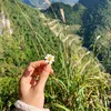 thanhchanhchua123