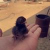 nasser_2323