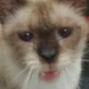 cat_muja