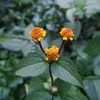 fan_tiger_7297
