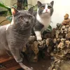 catwapwap