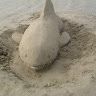 thesandshark