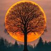 wahab_majid