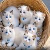 gul_7365.bk