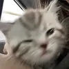 hfjsjsjdf